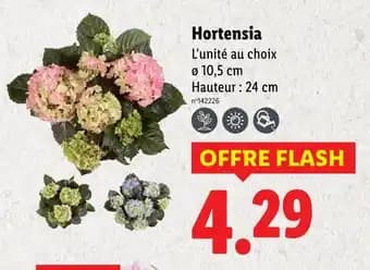 Hortensia