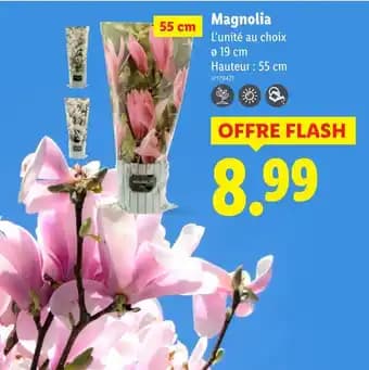 Promotion Exclusives de 2
Magnolia : Découvrez l'Offre incontournable