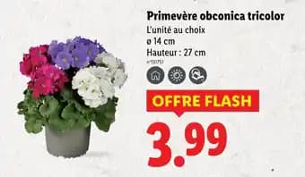 Primevère obconica tricolor