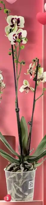 Orchidée Séduction