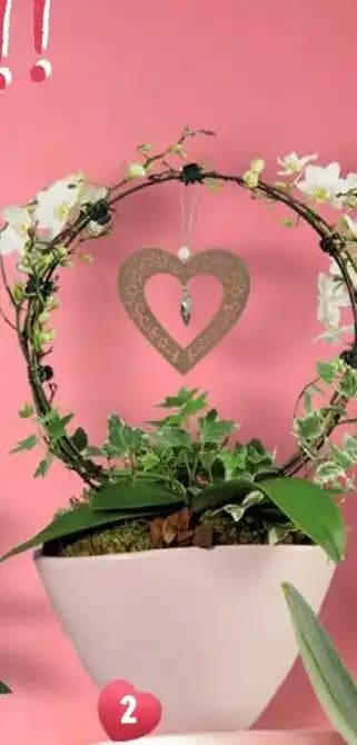 Orchidée cœur en pot céramique