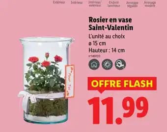 Rosier en vase Saint-Valentin