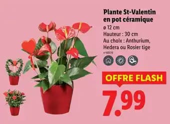 Plante St-Valentin en pot céramique