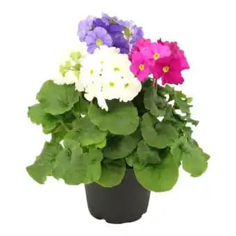 Primevère obconica multicolore