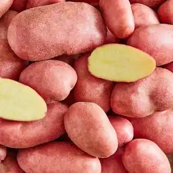 Pomme de terre de consommation rouge à chair ferme FILIÈRE QUALITÉ CARREFOUR