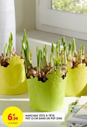Narcisse tête à tête pot 13 cm dans un pot zinc