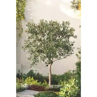 Promotion Exclusives de 5
Olivier : Découvrez l'Offre incontournable