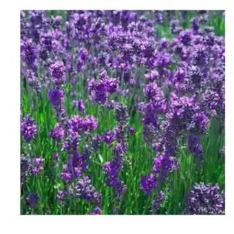 Promotion Exclusives de 4
Lavande : Découvrez l'Offre incontournable