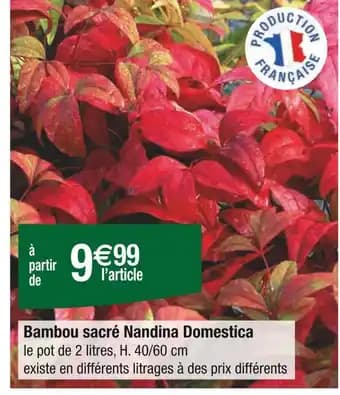 Bambou sacré Nandina Domestica