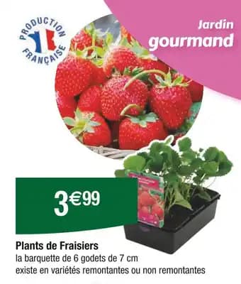 Promotion Exclusives de 1
Fraisiers : Découvrez l'Offre incontournable