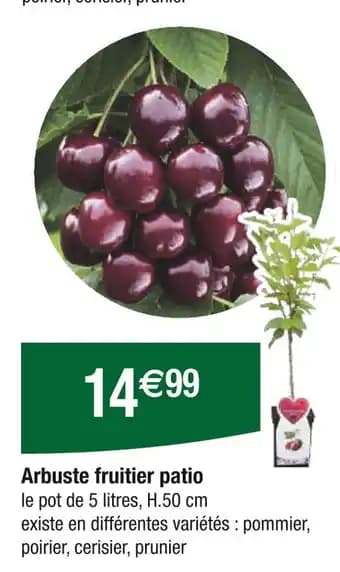 Arbuste fruitier patio