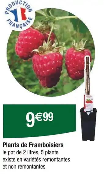 Plants de Framboisiers