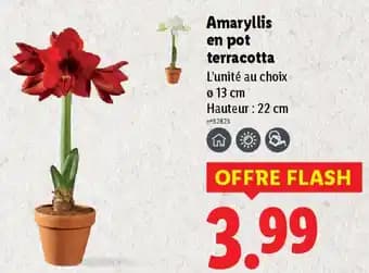 Promotion Exclusives de Amaryllis : Découvrez l'Offre incontournable