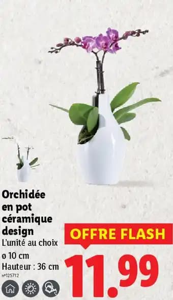 Promotion Exclusives de 12
Orchidée : Découvrez l'Offre incontournable