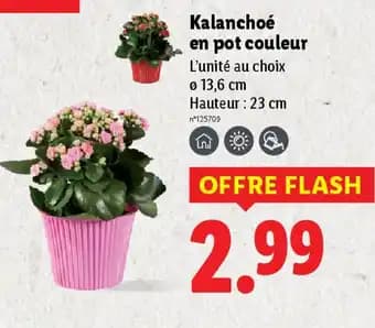 Promotion Exclusives de 7
Couleur : Découvrez l'Offre incontournable