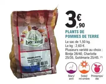 Plants de pommes de terre