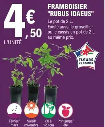 Framboisier "rubus idaeus"