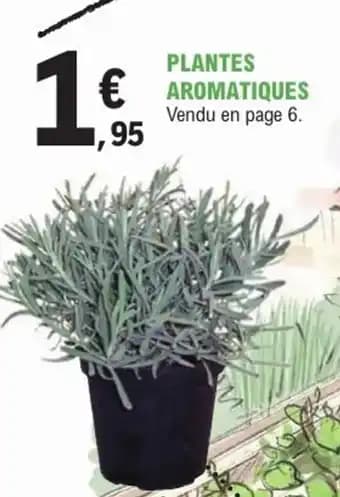 Plantes aromatiques