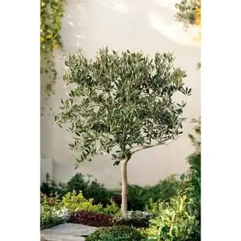 Promotion Exclusives de 12
Tige : Découvrez l'Offre incontournable