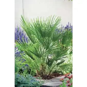 Promotion Exclusives de 3
Palmier : Découvrez l'Offre incontournable