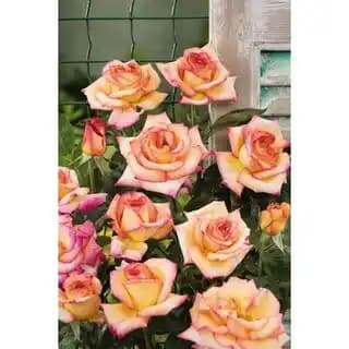 Promotion Exclusives de 23
            
        
        Rosier : Découvrez l'Offre incontournable