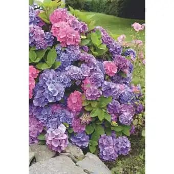 Promotion Exclusives de 5
Hortensia : Découvrez l'Offre incontournable