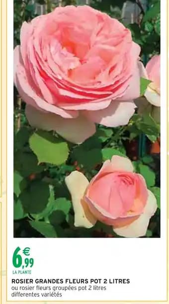 Promotion Exclusives de 22
Rosier : Découvrez l'Offre incontournable