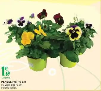 Promotion Exclusives de 8
Pensée : Découvrez l'Offre incontournable