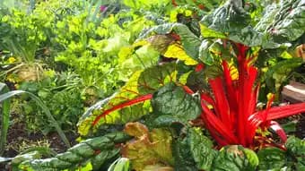 Rhubarbe INVIVO Nous on sème