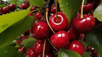 INVIVO Nous on sème Fruitier INVIVO Nous on sème