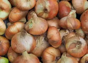 Oignon Stuttgarter Riesen