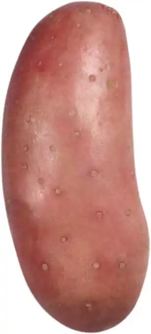 Pomme de terre Charlotte