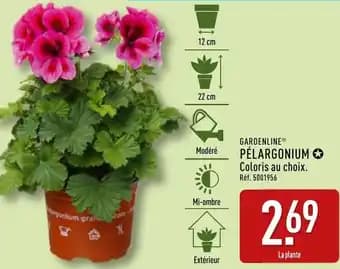 Gardenline pélargonium 22 cm