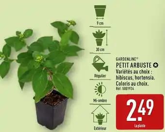 Gardenline petit arbuste 30 cm
