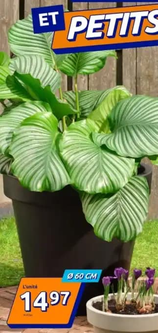 Promotion Exclusives de 79
Fleurs : Découvrez l'Offre incontournable