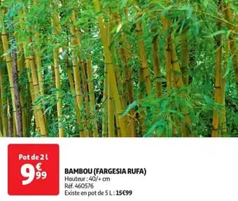 Promotion Exclusives de 2
Fargesia rufa : Découvrez l'Offre incontournable