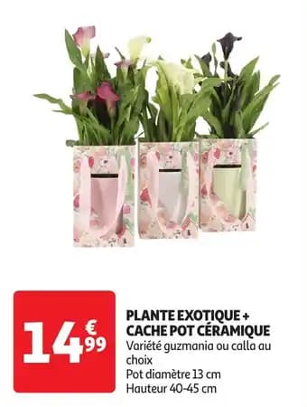 Promotion Exclusives de 10
Cache pot : Découvrez l'Offre incontournable