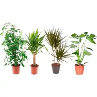 Promotion Exclusives de 20
Plante : Découvrez l'Offre incontournable