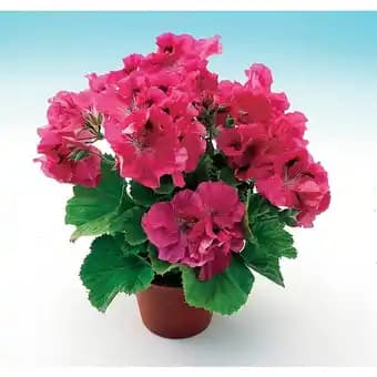 Pélargonium grandiflorum