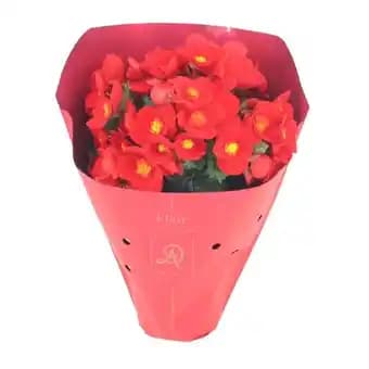 Promotion Exclusives de 6
Fleurie : Découvrez l'Offre incontournable