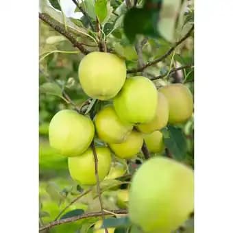 Promotion Exclusives de 14
Tige : Découvrez l'Offre incontournable