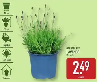 Promotion Exclusives de 7
            
        
        Lavande : Découvrez l'Offre incontournable