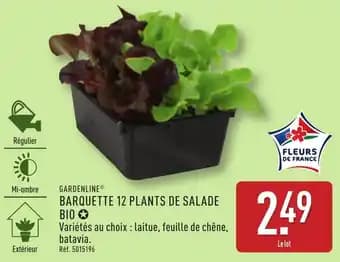 Promotion Exclusives de 33
            
        
        Salade : Découvrez l'Offre incontournable