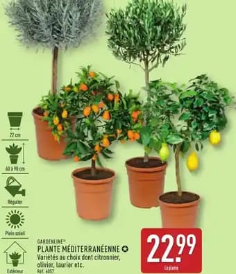 Promotion Exclusives de 26
Plante : Découvrez l'Offre incontournable