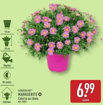 Promotion Exclusives de 2
            
        
        Marguerite : Découvrez l'Offre incontournable