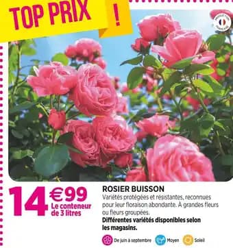 Promotion Exclusives de 5
Rosier buisson : Découvrez l'Offre incontournable