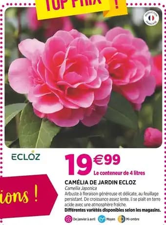 ECLOZ Camélia de jardin