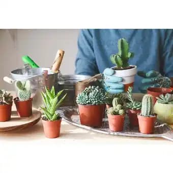Promotion Exclusives de 4
Cactus : Découvrez l'Offre incontournable