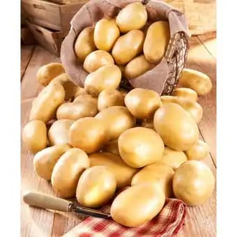 Promotion Exclusives de 4
Chair ferme : Découvrez l'Offre incontournable