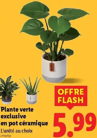 Plante verte exclusive en pot céramique